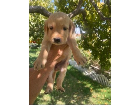 Kaliteli golden retriever yavrular teslime hazır