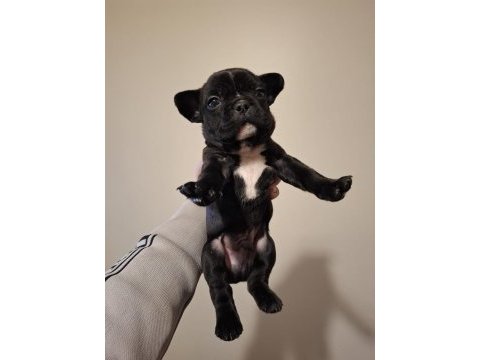 French bulldog bebekler yeni yuva bekliyorlar