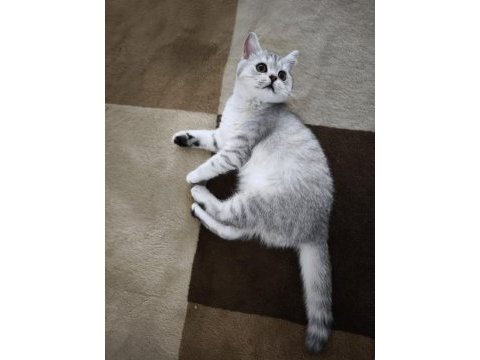 Son 2 british shorthair yavrumuz