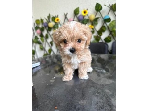 Köpeğimiz milka mızı sahiplenecek bir aile arıyoruz