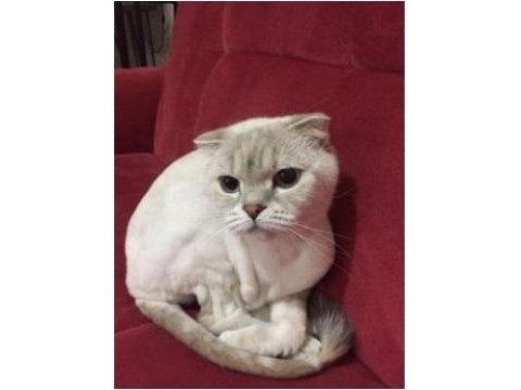 Scottish fold lynx point sahiplendirme
