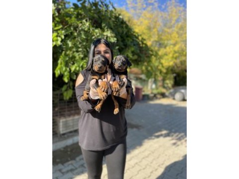 King doberman yavrularım