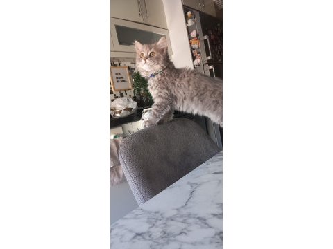 Aşırı oyuncu sevecen british longhair