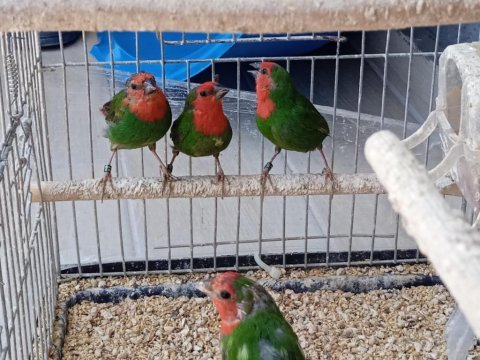Lutino taşıyıcı parrotlar