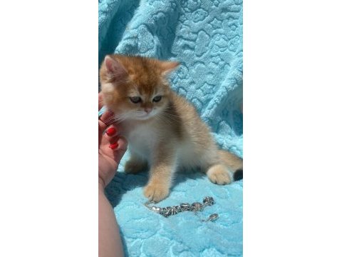 Ny12 erkek british shorthair