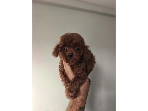 2.5 aylık toy poodle