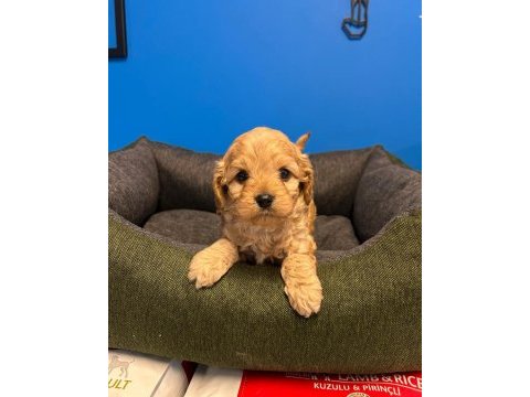Babyface ırk garantili maltipoo bebeklerimiz