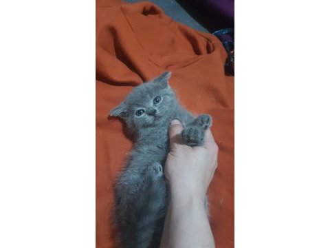 British shorthair 3 minik kız kardeşler