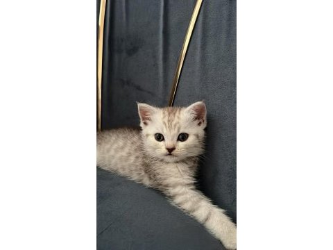 Silver british shorthair 2 aylık
