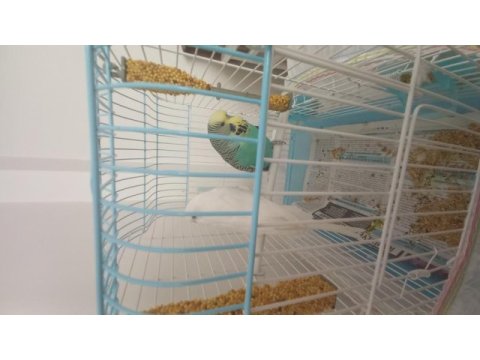 1 erkek ve 1 dişi muhabbet kuşu yavru ile takas olur