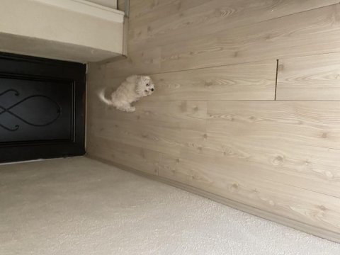 Acil ömürlük yuva aranıyor oyuncu aşıları tam terrier