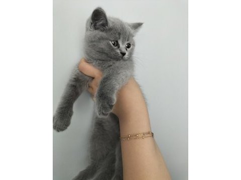 British shorthair ve scottish fold yavrular