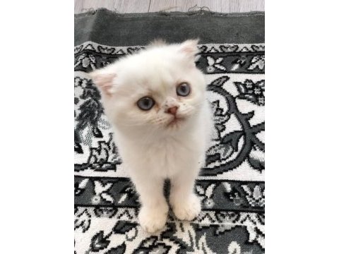 Scottish fold dişi mavi gözlü beyaz kedimiz