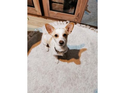 Jack russell köpeğim