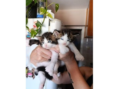 İşin ehlinden sağlıklı ve şirin maine coon yavrular