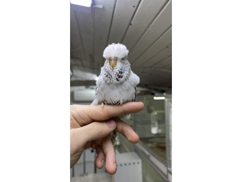 Show jumbo yavrular üst vasıf muhabbet kuşu
