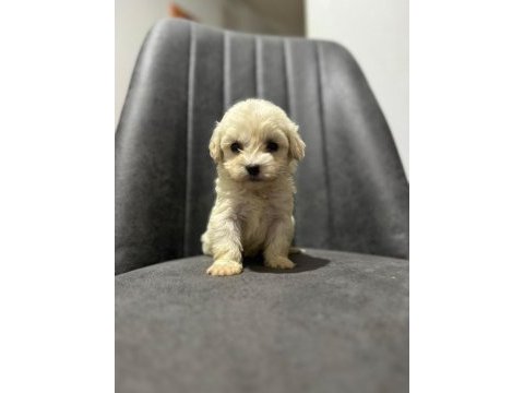 Her renk maltipoo yavrumuzu canlı görebilirsiniz