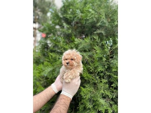 Teacup maltipoo bebekler