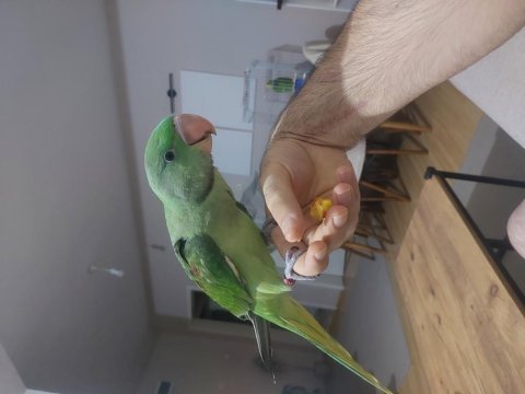 Erkek alexander bebek kapalı bilezik