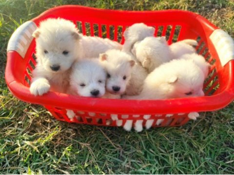 Kar beyazı samoyed yavrularımız yeni sahibini arıyor
