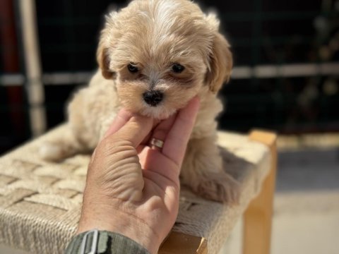 Petmode köpek çiftliğinde ziyarete açık maltipoo