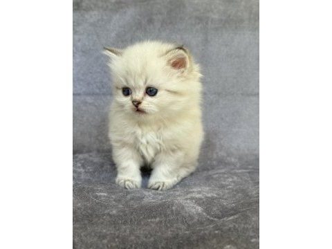 British longhair ns11 33 dişi (mavi göz)