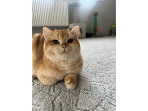 Saf ırk ny12 golden british shorthair kedim