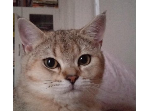 British shorthair golden shaded dişi