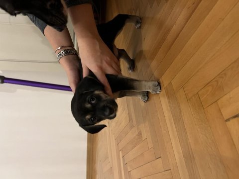 5 adet yavru köpeğimizi sahiplendiriyoruz