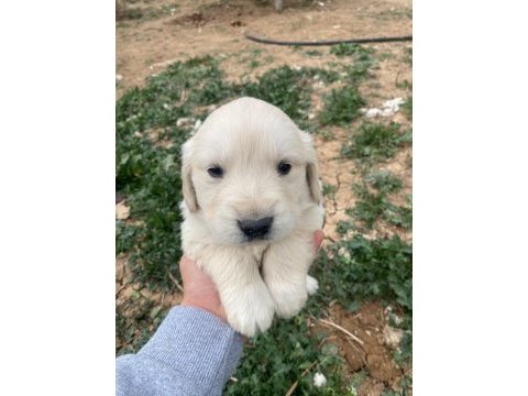 Baby face orijinal golden retriever yavrular