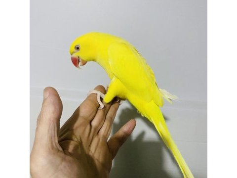 Sarı yavru maskot bir pakistan papağanı