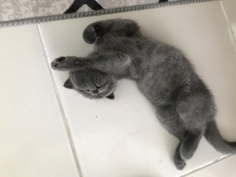 Erkek kırık kulak yavru scottish fold