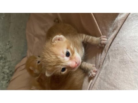 Sarman yavru tekir kedi