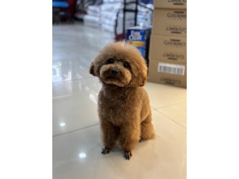 Toy poodle orjinal bebekler sakarya