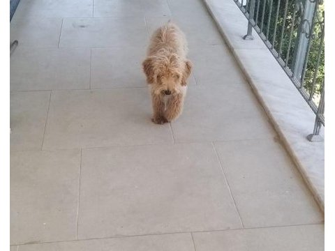 5,5 aylık maltipoo