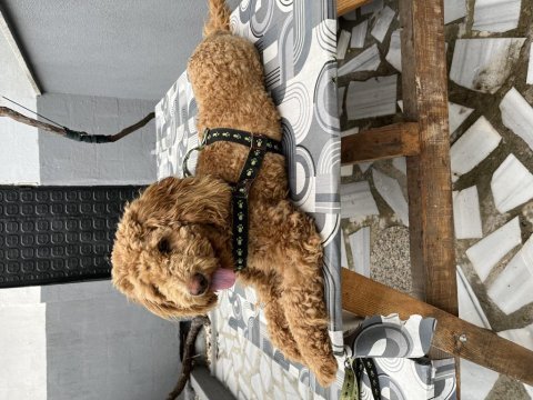 Toy poodle uygun