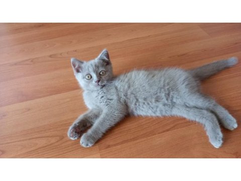 2.5 aylık scottish fold