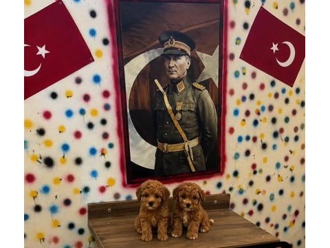 Gerçek teacup isteyenler orjinal maltipoo