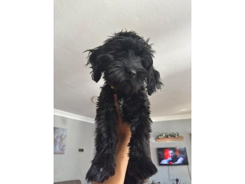 Maltese terrier siyah