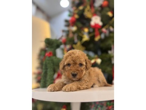 Minik maltipoo bebeklerim