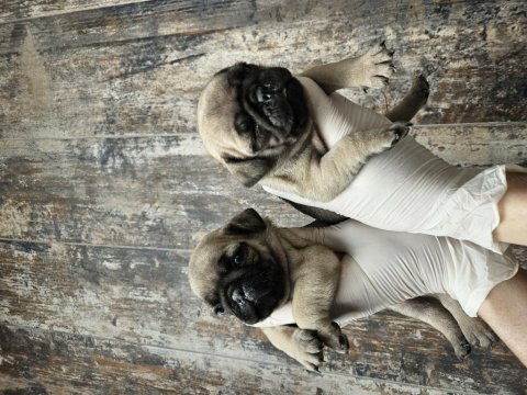 Harıka kalıtede pug mobs yavrularımız