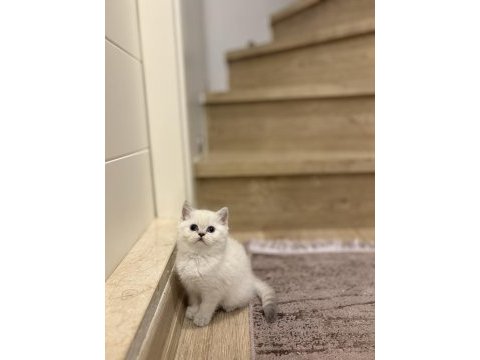 Brıtısh shorthair a kalite yavrularım 