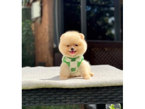 Yavru pomeranian boolarımız