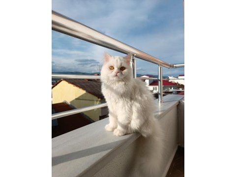British longhair kedisi sahiplendirme