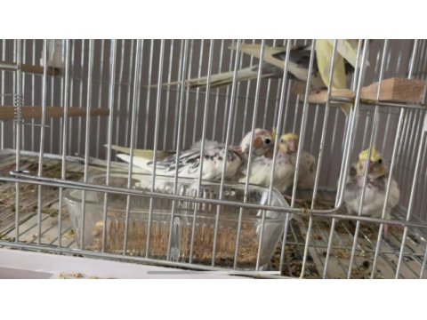 Toplu şekilde sultan papağanı çifti ve yavrular