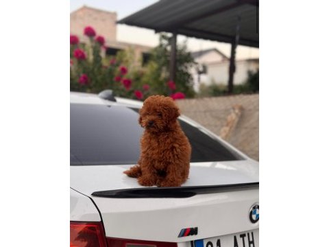 Orijinal kore toy poodle yavrusu kilo garantili