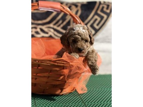 Kore kan poodle yavrularımız