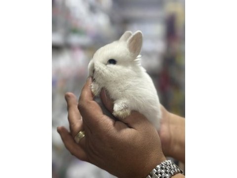 Orjinal bebek cüce tavşanlarımız