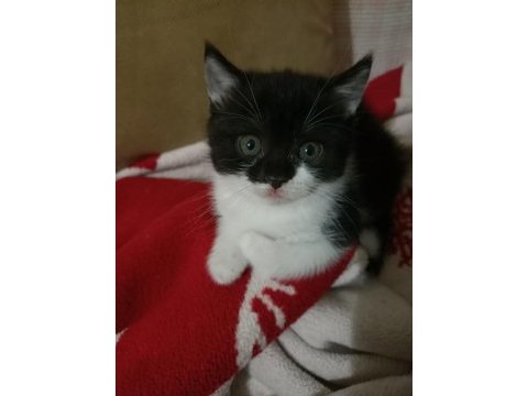 British shorthair kırma