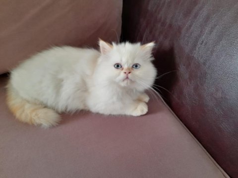 Beyaz prens iran kedisi